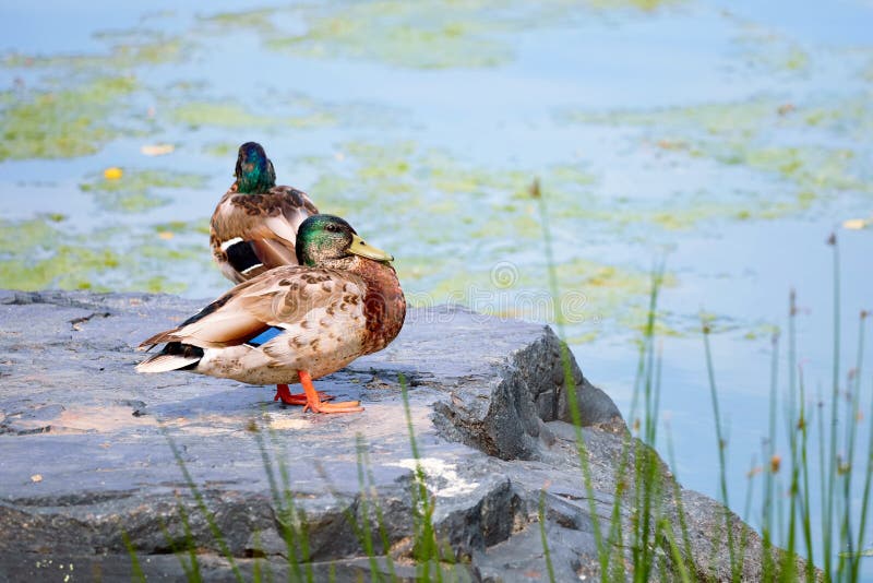 Duck Mallard que está em uma rocha perto de uma lagoa fotos de stock Duck Mallard que está em uma rocha perto de uma lagoa fotos de stock