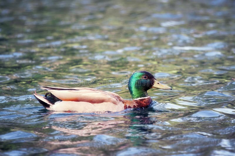 Duck Mallard que nada em uma lagoa imagem de stock royalty free Duck Mallard que nada em uma lagoa imagem de stock royalty free