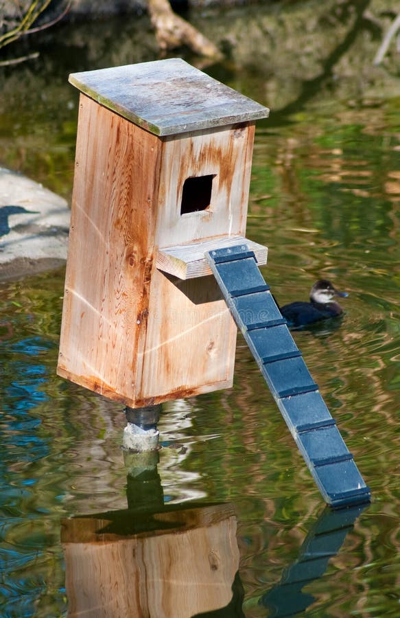 Duck Nest Wood Box on the Pond Stock Photo Image of house, birdhouse 30032454