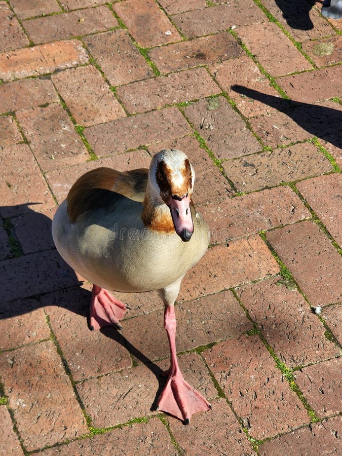 Duck at Park in Cape Town Walking Stock Image Image of bird, chicken