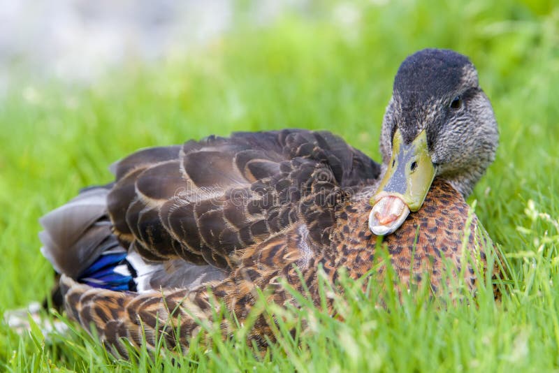 Graphic Of Injured Duck Sticking Up Its Middle Finger Stock