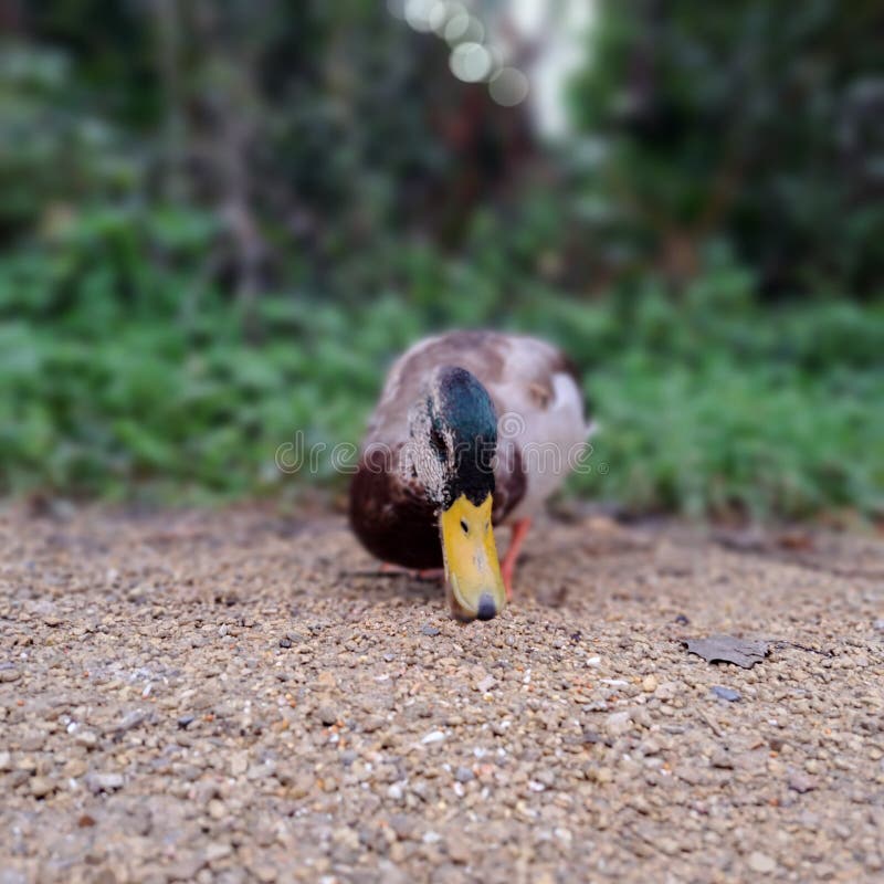 Duck pecking seed stock image. Image of seed, canal 260041107