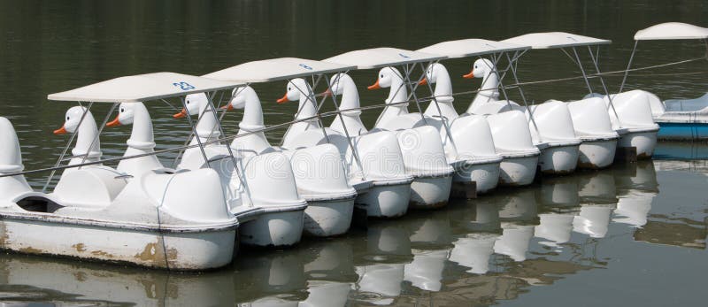 Duck Pedal Boats Available for Rent Stock Photo Image of tourism