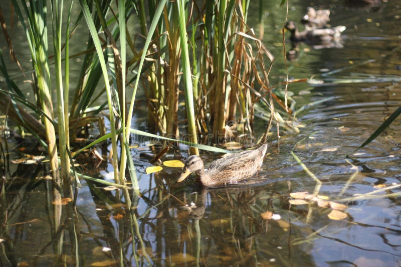 Duck in the pond and autumn park stock photography