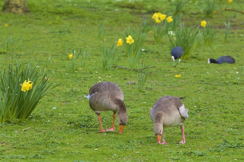 Ducks eating grass stock photo. Image of beautiful, bird 143459066