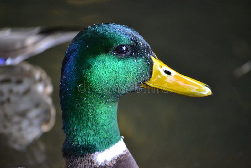 Duck