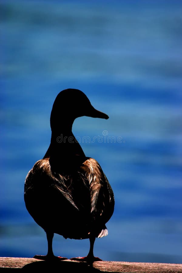 Duck silhouette