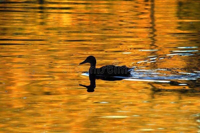 Duck Silhouette on Golden Pond