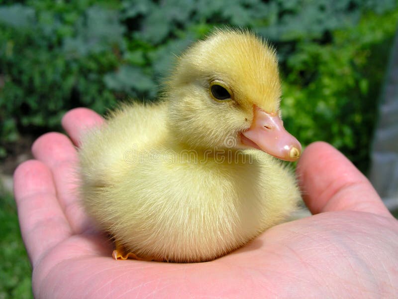 Duck sitting on hand