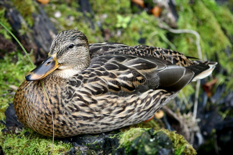 Duck sitting on the moss stock photo. Image of perfect 38734782