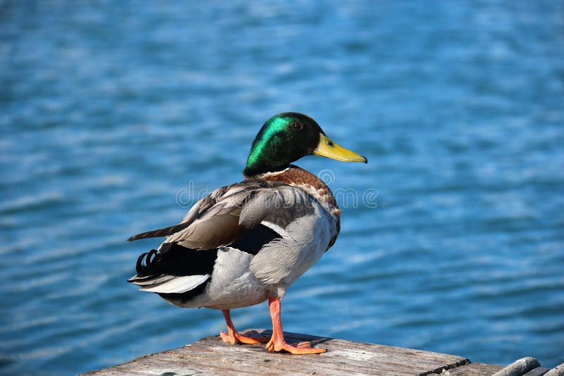 Duck Sitting On A Pear On Lake Garda, Italy Stock Image ...