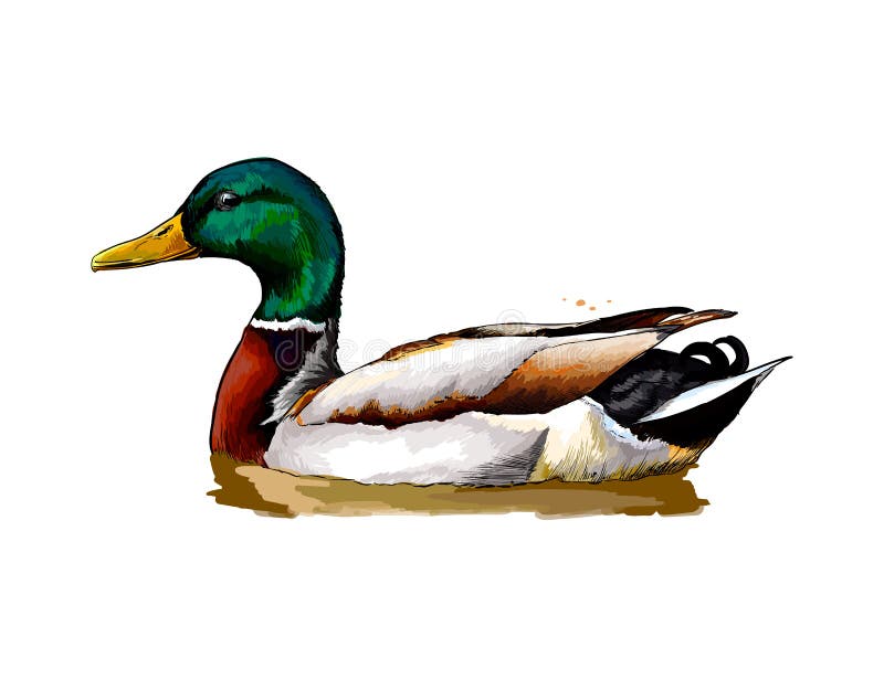 Realistic Pencil Drawing of a Duck in a Wetland Stock Illustration -  Illustration of landscapes, monotone: 287473880