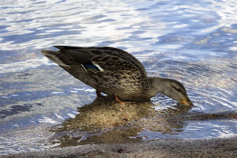 Duck standing in water stock image Duck standing in water stock image