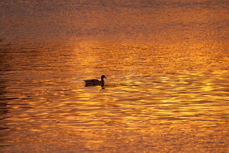 Duck Swimming Across Golden Pond solitario en la puesta del sol imagen de archivo Duck Swimming Across Golden Pond solitario en la puesta del sol imagen de archivo