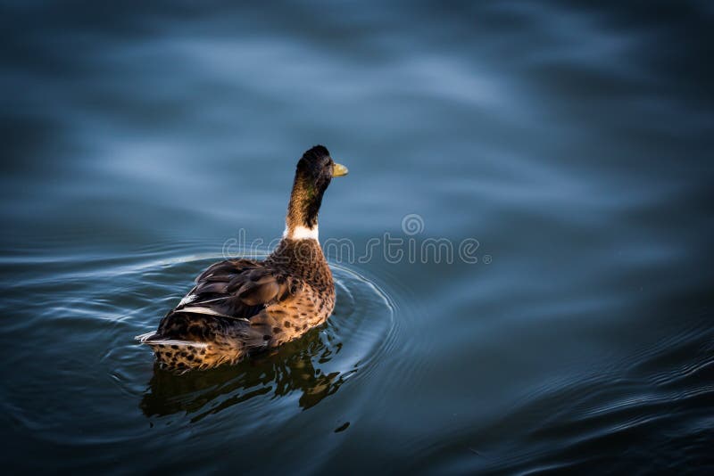 A duck swimming in cyan dark water. stock photography
