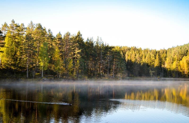 Duck swimming at misty silent lake