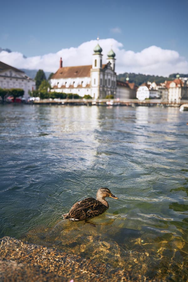 Duck swimming in river against waterfront in Lucern στοκ εικόνα με δικαίωμα ελεύθερης χρήσης