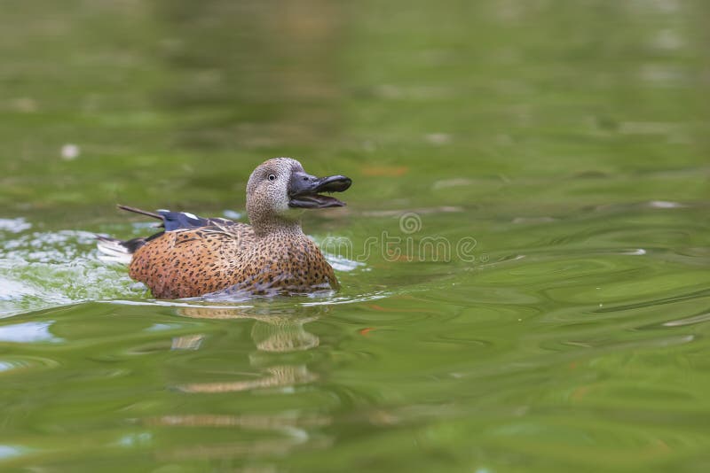 The duck swims on the water and has an open beak. Photo from the bottom of the water. Male mallard duck beak open stock images, royalty-free photos and pictures