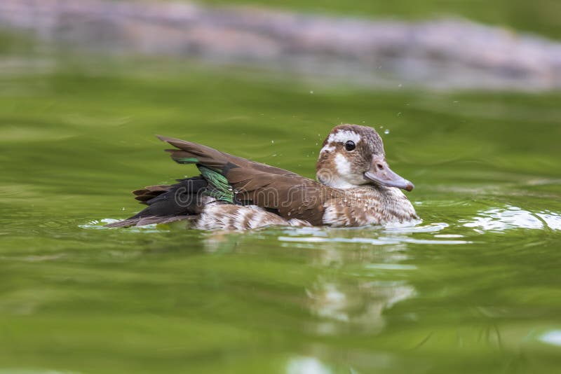 The duck swims on the water and has an open beak. Photo from the bottom of the water. Male mallard duck beak open stock images, royalty-free photos and pictures