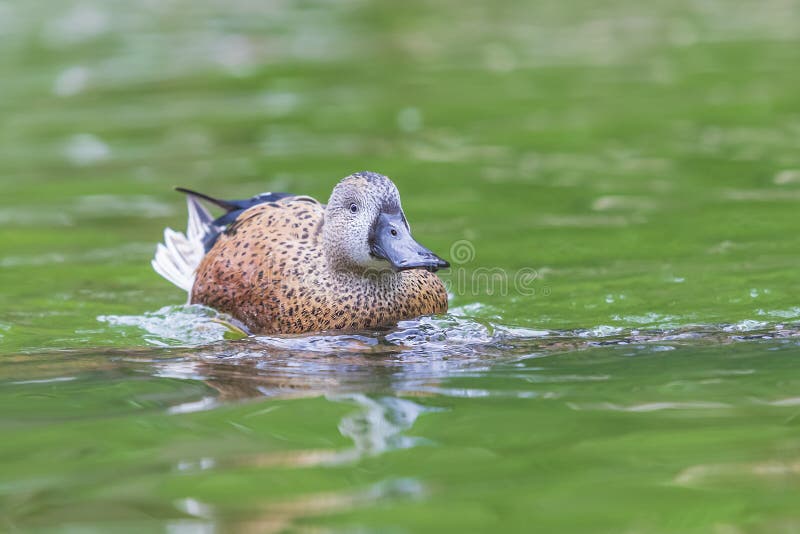 The duck swims on the water and has an open beak. Photo from the bottom of the water. Male mallard duck beak open stock images, royalty-free photos and pictures