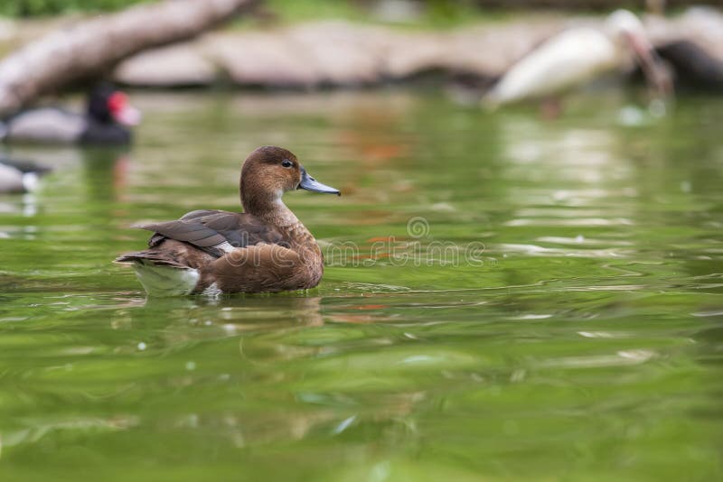 The duck swims on the water and has an open beak. Photo from the bottom of the water. Male mallard duck beak open stock images, royalty-free photos and pictures