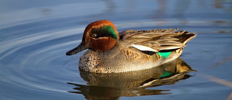 Duck teal on the water