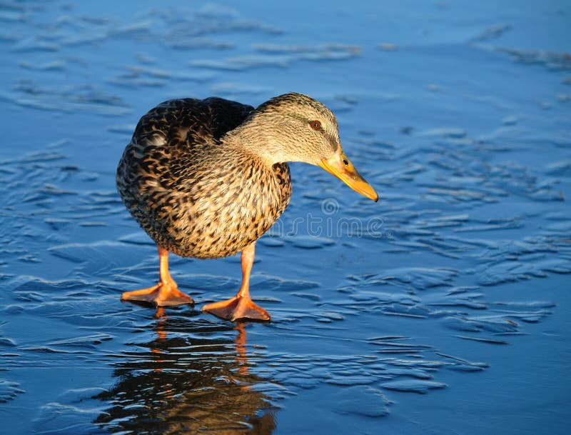 Duck on thin ice