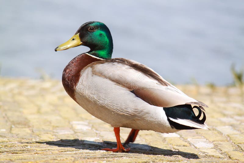 Duck