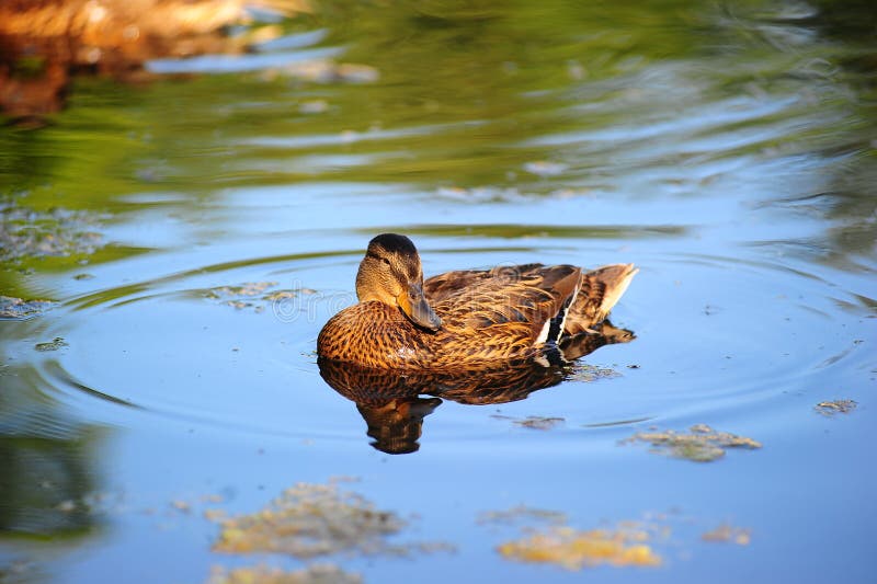 Duck in water