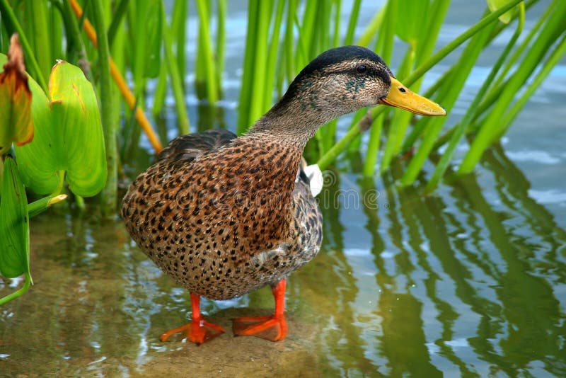 Duck on water