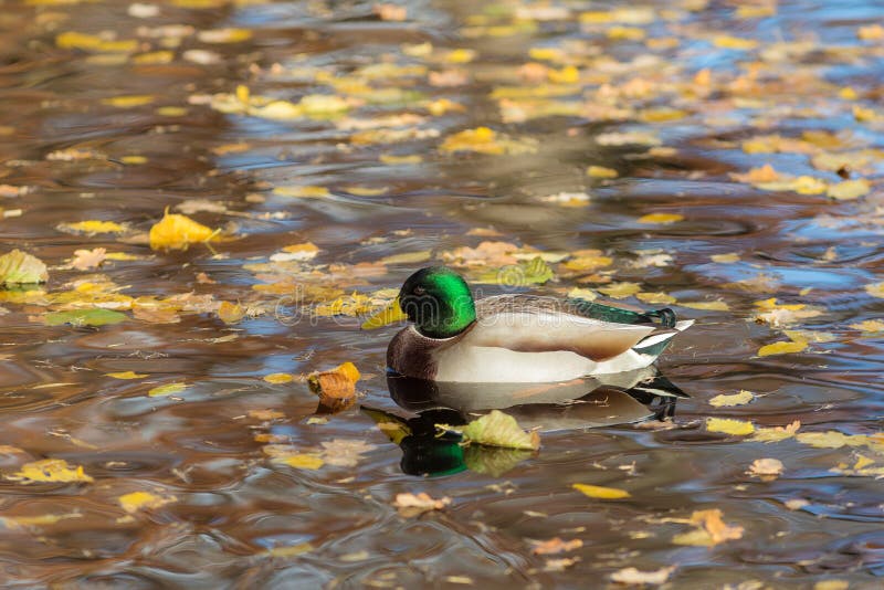 Duck in water with fallen leaves