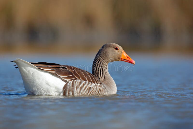 Duck in the water. Greylag Goose, Anser anser, floating on the water surface. Bird in the water. Water bird on the lake. Hungary.