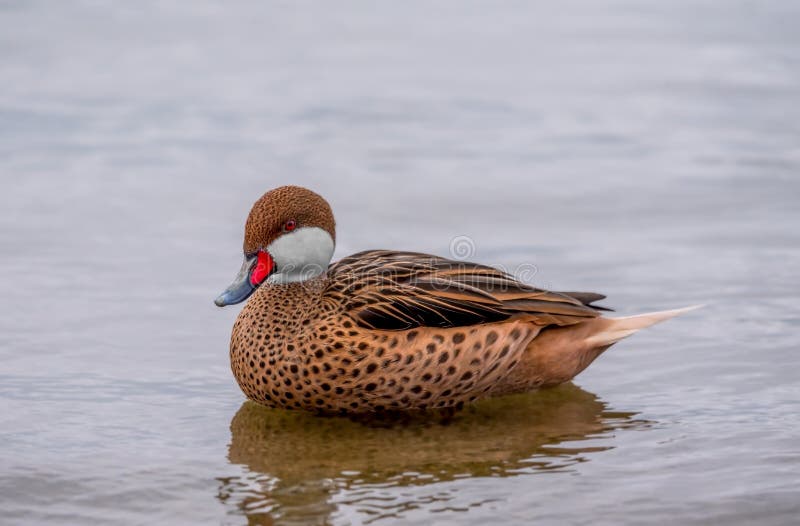 Duck in water. One white-cheeked pintail or Anas bahamensis or Bahama pintail or summer duck in Lake Geneva, Lausanne, Switzerland