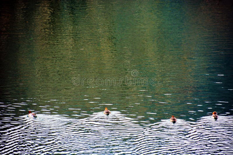 Duck Water Race