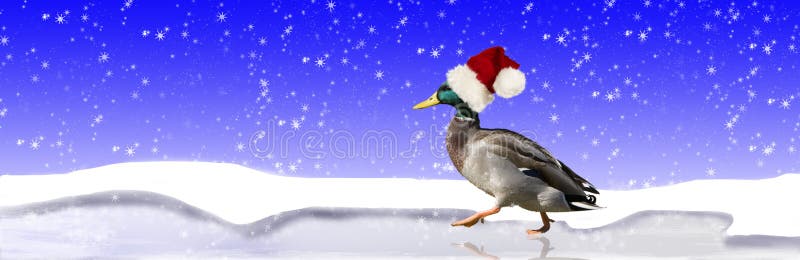 Duck Wearing Santa Hat