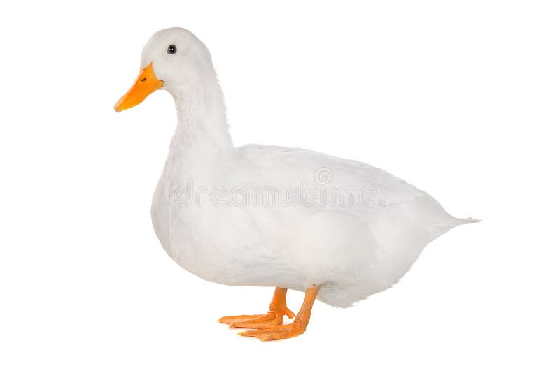 Duck stock photo. Image of wild, beautiful, duck, white - 34207206