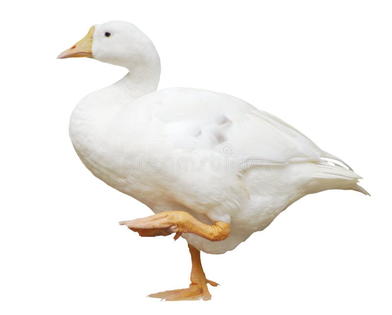 ducka den kopplade av standingen för ben ett royaltyfria foton ducka den kopplade av standingen för ben ett royaltyfria foton