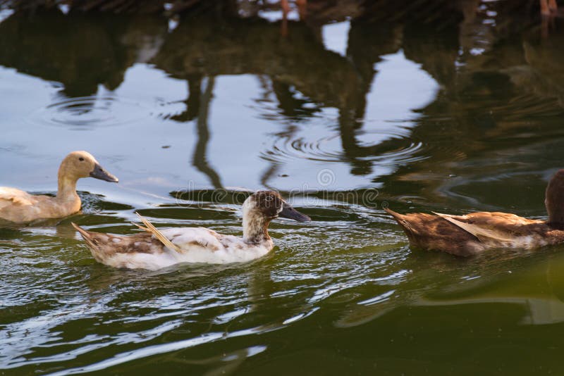 Ducka i lantgård, äta och simning i träsk royaltyfri bild Ducka i lantgård, äta och simning i träsk royaltyfri bild