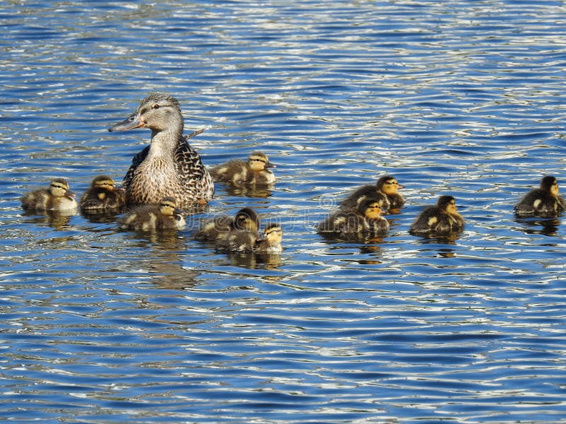 Ducka med fågelungar på blått vatten i sommar royaltyfri foto Ducka med fågelungar på blått vatten i sommar royaltyfri foto