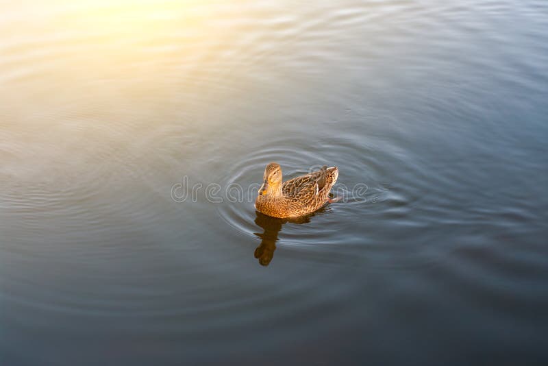 Ducken Sie Schwimmen im Teich im Park im Morgenlicht Morgensonne mit Vogel lizenzfreies stockbild Ducken Sie Schwimmen im Teich im Park im Morgenlicht Morgensonne mit Vogel lizenzfreies stockbild