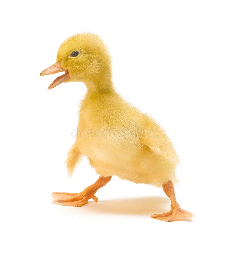 Duckling