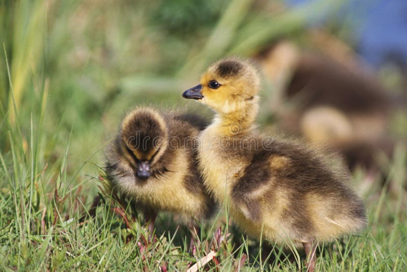 Duckling