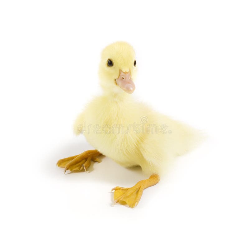 Duckling