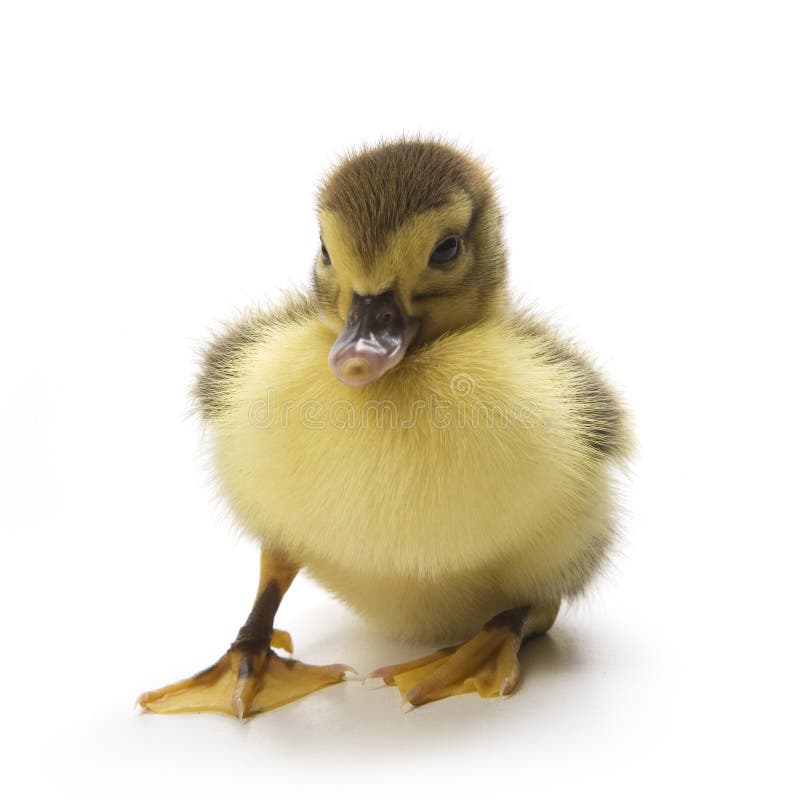 Duckling