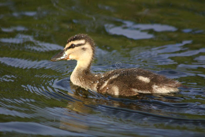 Duckling