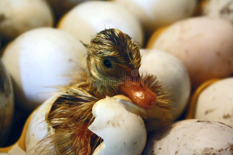 https://thumbs.dreamstime.com/b/duckling-comes-out-egg-hatchery-incubator-newly-hatched-eggs-140189432.jpg