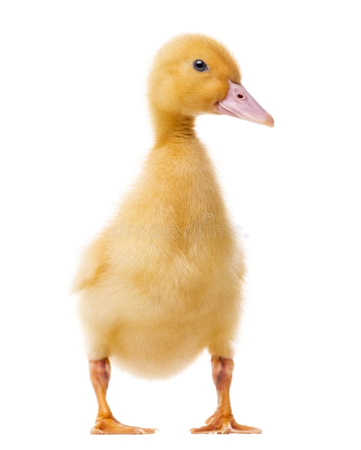 Duckling (7 days old) stock image. Image of duckling - 41996567