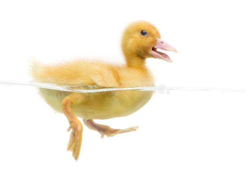 Duckling (7 days old) swimming, isolated