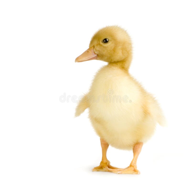 43,113 Duckling Photos - Free & Royalty-Free Stock Photos from Dreamstime