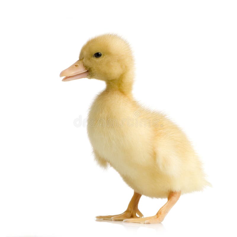 Duckling stock image. Image of small, young, bird, youth - 15652189